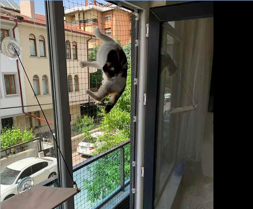 Pencere Kedi Filesi - Balkon Filesi