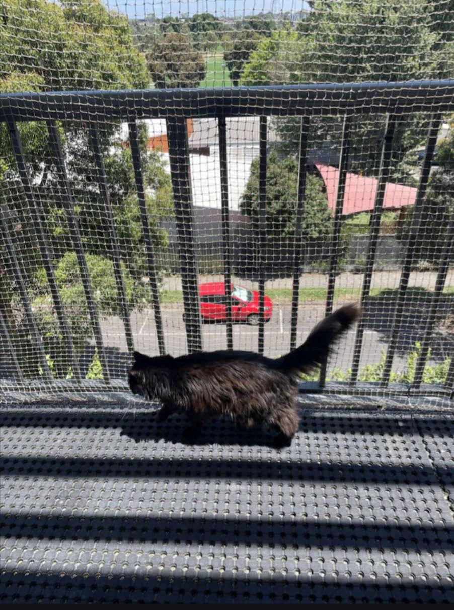 Pencere Kedi Filesi - Balkon Filesi