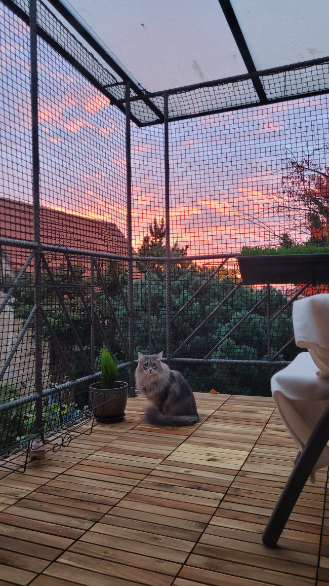 Pencere Kedi Filesi - Balkon Filesi