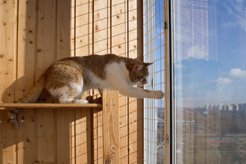 Pencere Kedi Filesi - Balkon Filesi