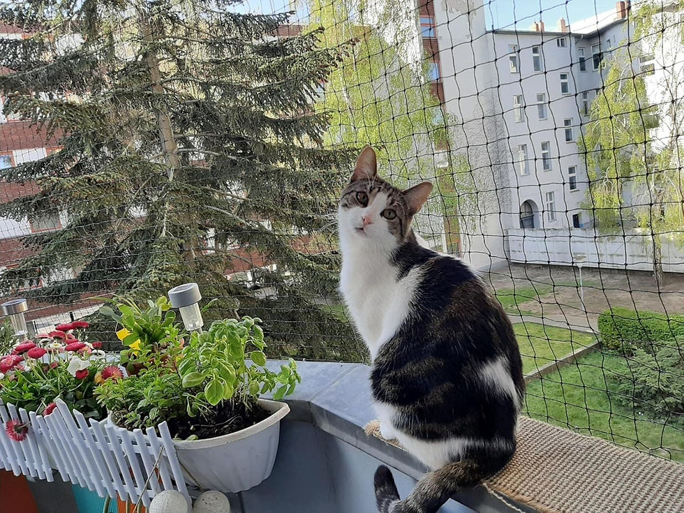 Pencere Kedi Filesi - Balkon Filesi