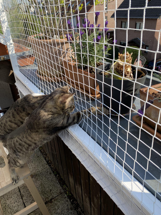 Pencere Kedi Filesi - Balkon Filesi