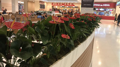 centervale (6).jpeg