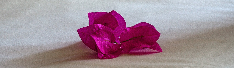 Mangrove bay, cahaya photography