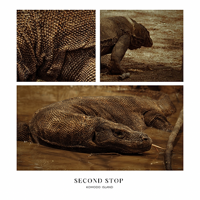 dragon de komodo
