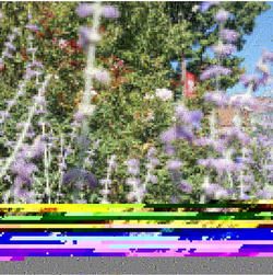 Lavender Malfunction