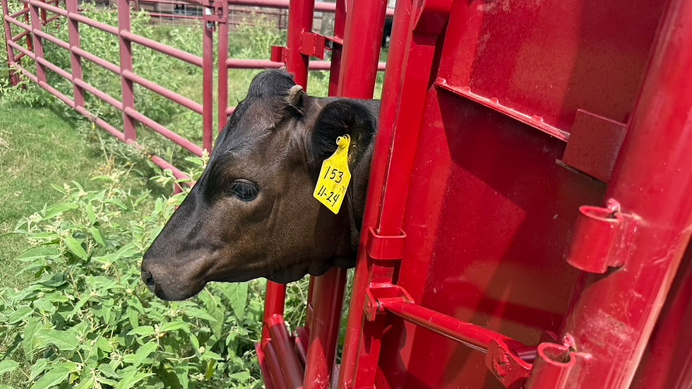 Close-up view of freshly tagged Wagyu calf