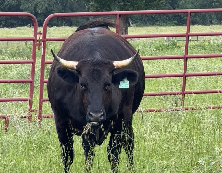 Close-up view of a Wagyu cow resting in the sun