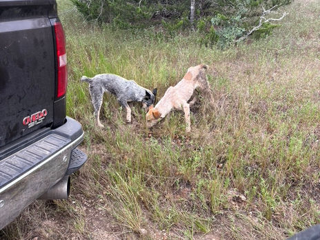 Dumped, Found, Loved on Weise Farms 