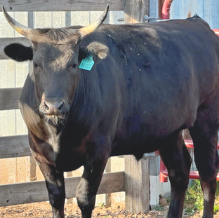 Buy a half-calf & enjoy prime wagyu beef all year at a fraction of the cost.