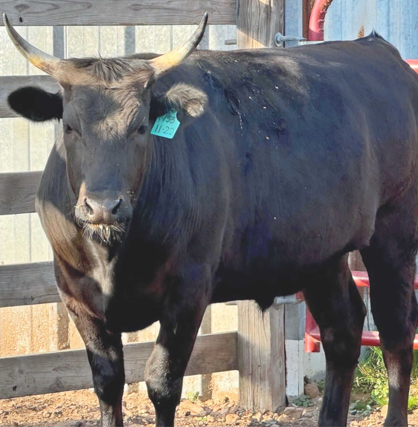 Premium marbled Wagyu beef showcase from Weise Farms.