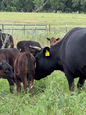 Summer on a Generational Farm: A Legacy of Weise Farms