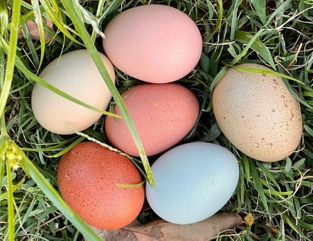 Are You a Spring Chicken?