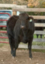 Place a deposit on Half of our Next Available 50% F1 Wagyu Harvest