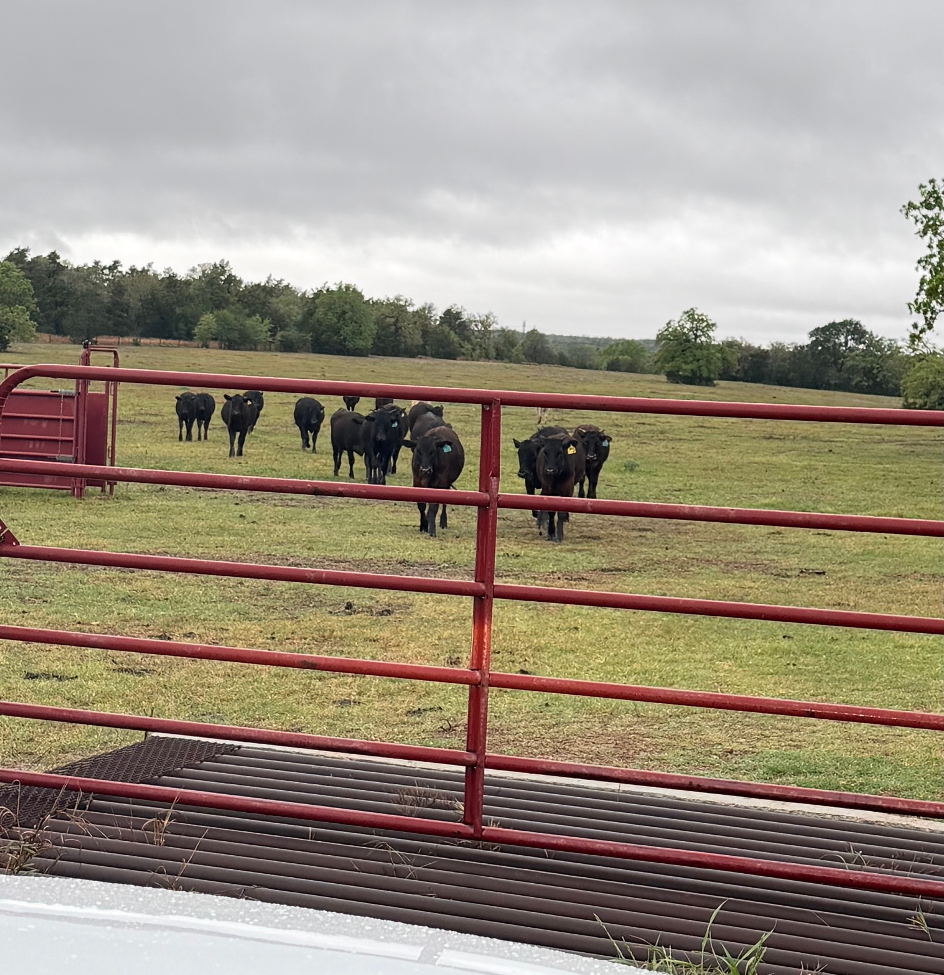 Weise Farms weaned Wagyu calves walking across a green pasture toward a red pipe gate under a gray, cloudy sky on the family farm located between Serbin, Warda and Winchester, Texas.