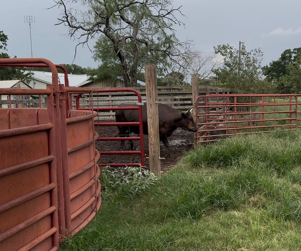 Eye-level view of muddy cowpen after heavy rains