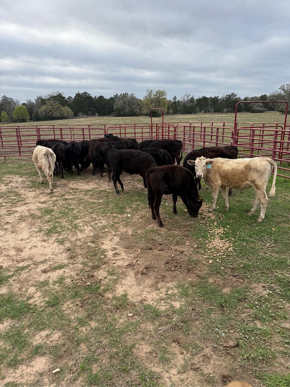 Group of Weise Farms weaned calves.