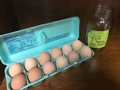 Eggs in the Winter? So far so good!
