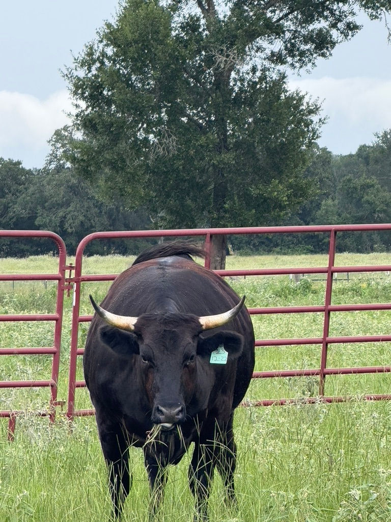 High angle view of happy steers grazing in a green pasture