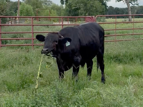 Wagyu Steers Playful as Puppies