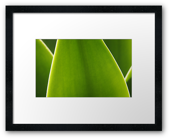 Buy Framed Print
