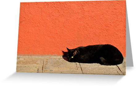black cat greeting.jpg