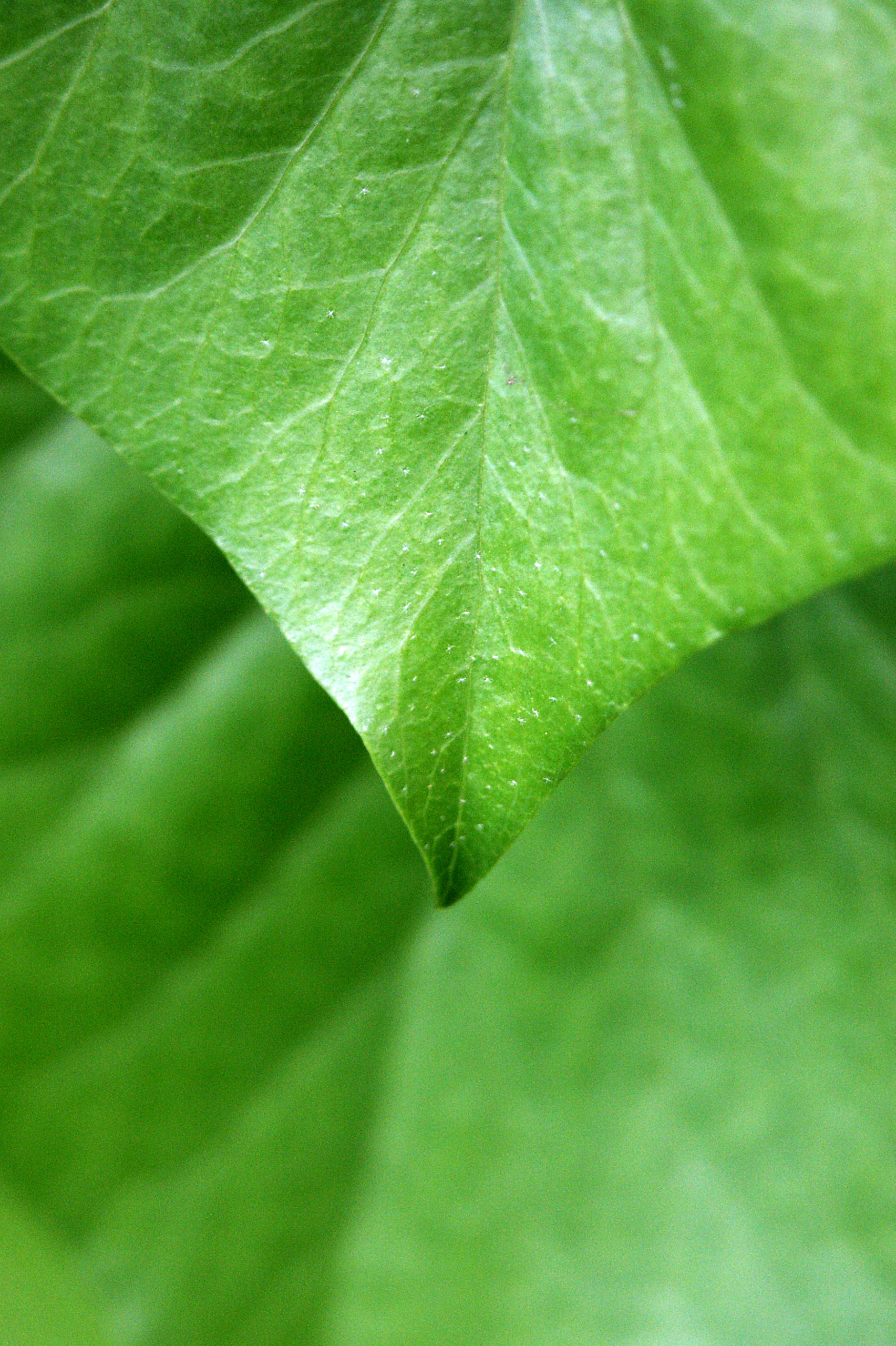 Ivy