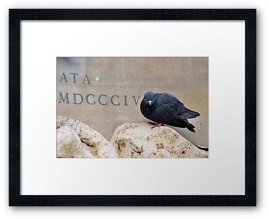 Buy Framed Print