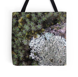 Lichen & Moss