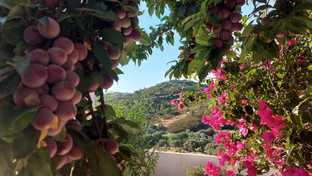 Delicious Plums