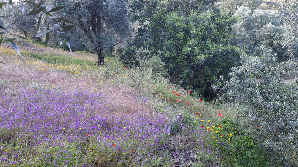 Spring wild Flowers