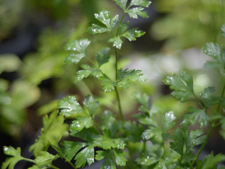 Salsinha (Petroselinum crispum)