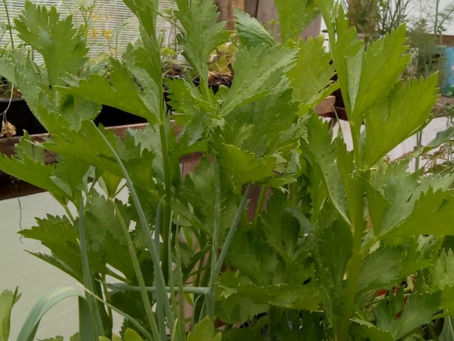 Aipo (Apium graveolens)