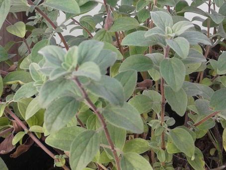 Manjerona (Origanum majorana)