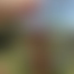 Pimenta-rosa (Schinus terebinthifolius)