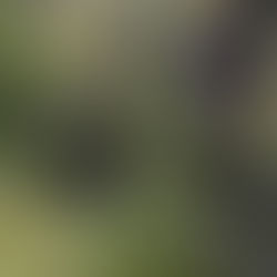 Alecrim (Rosmarinus officinalis)