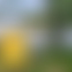 Blue green algae bloom