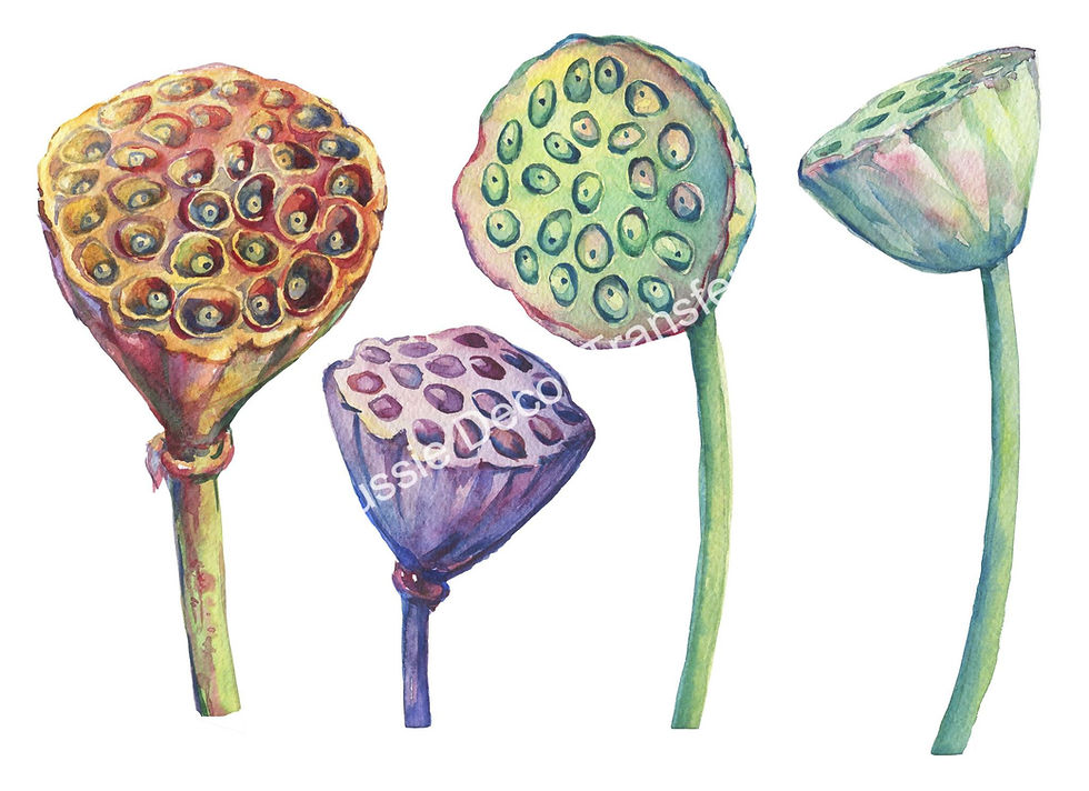 Thumbnail: Aussie Dècor "Koi & Lotus" Transfers