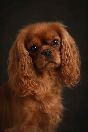 CAVALIER KING CHARLES RUBIS