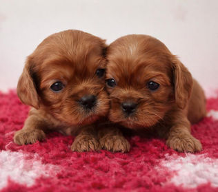 CAVALIER KING CHARLES RUBIS