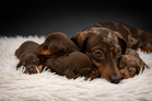 TECKEL ET SES CHIOTS