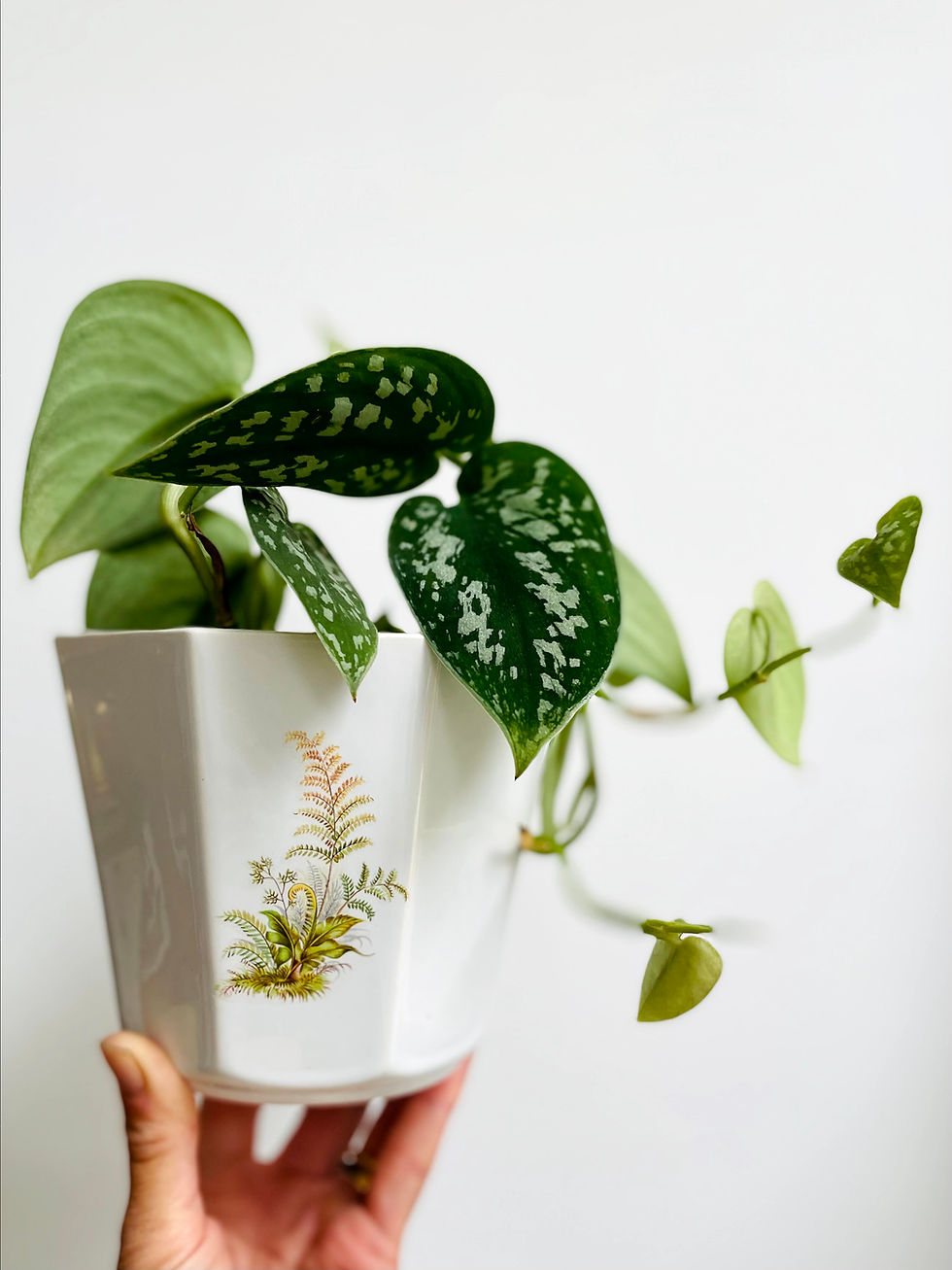 Vintage Pretty Fern Planter Cachepot Jardiniere Delicate Green White Hexagonal Octagonal