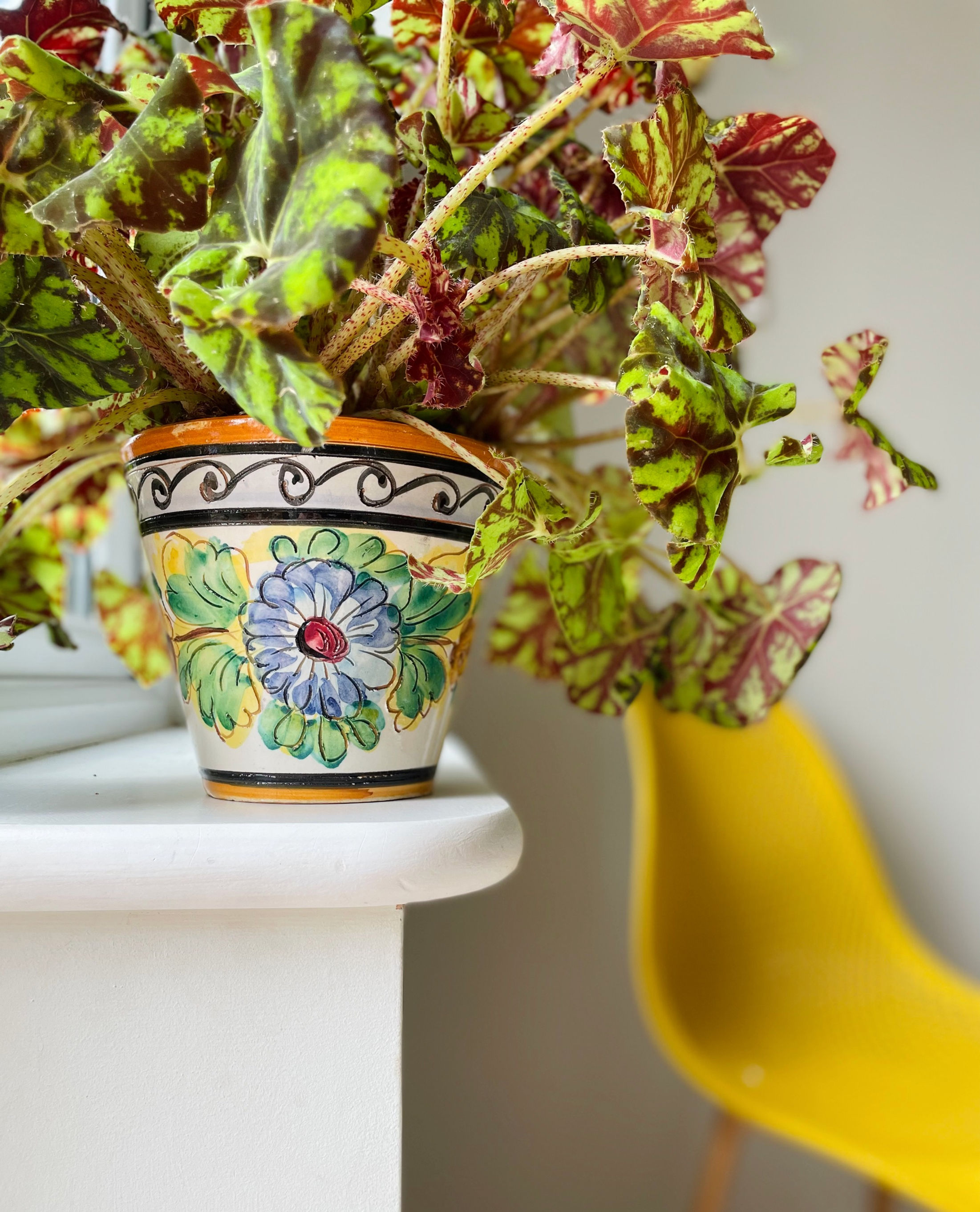 vintage Italian sgrafitto floral plant pot with begonia