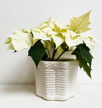 White basket ceramic plant pot with white leafed poinsettia house plant against white background