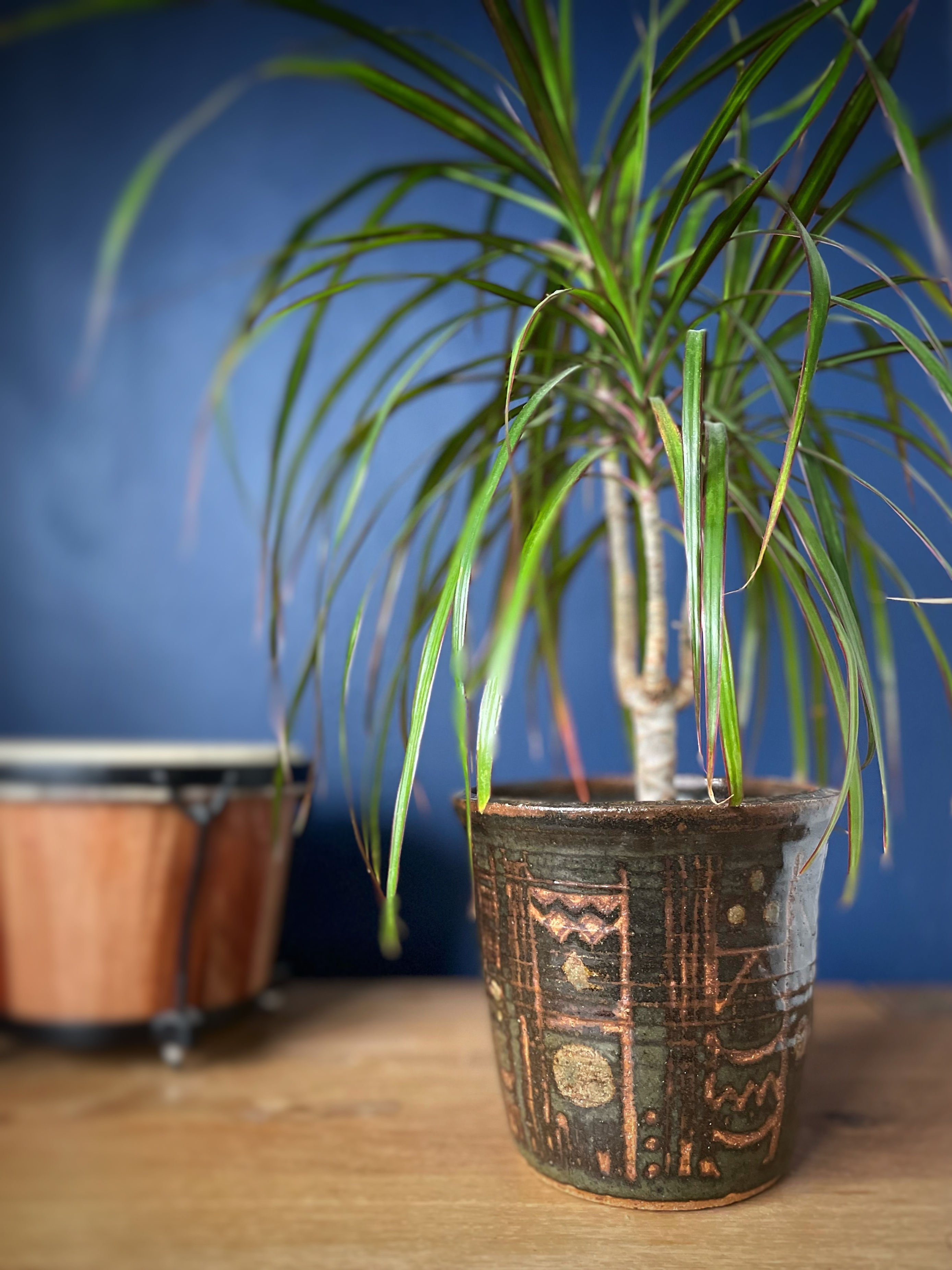 Mid Century Vintage Studio Pottery Stoneware pot with sgraffito design with plant against blue wall