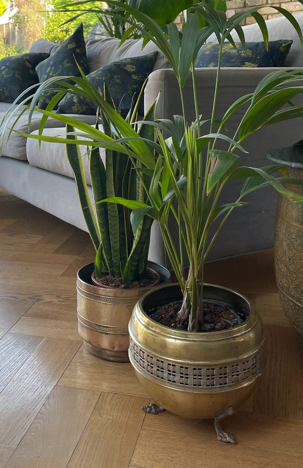 Thumbnail: Two brass planters on a wooden floor by a grey sofa containing a parlour palm and sansevieria