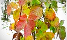 niUs_AirwQSpI8c-FItg4rFDf8U_164x118_edit