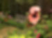 Magnolia 2.jpg