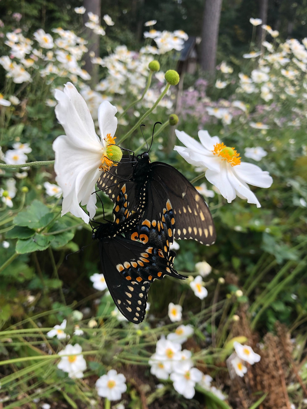 two butterflies resting on a white and yellow flower
