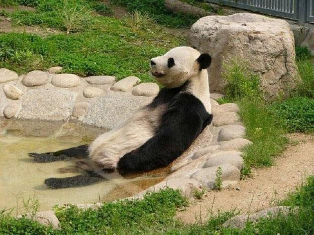 panda laying in a small zoo pool surrounded by grass